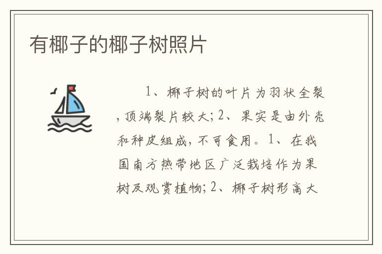 有椰子的椰子树照片