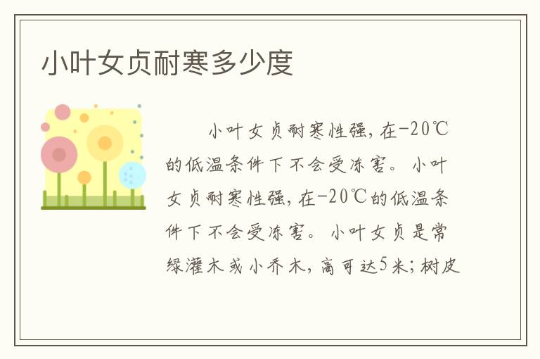 小叶女贞耐寒多少度